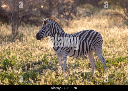 Backlit Plains Zebra (Equus quagga, vormals Equus burchellii) im frühen Licht - Onguma Game Reserve, Namibia, Afrika Stockfoto