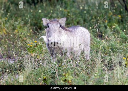Juvenile gemeine Warzenschweine (Phacochoerus africanus) - Onguma Wildreservat, Namibia, Afrika Stockfoto