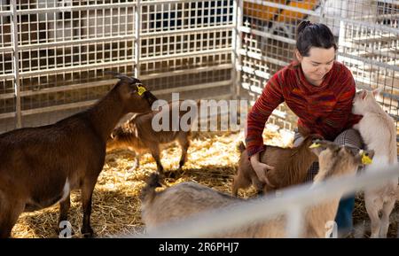 Fröhliche Frau, die im Streichelzoo mit Ziegenlingen spielt Stockfoto