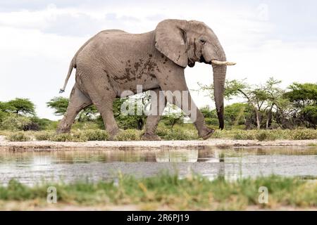 Afrikanischer Elefant (Loxodonta africana) im Onkolo Hide - Onguma Wildreservat, Namibia, Afrika Stockfoto