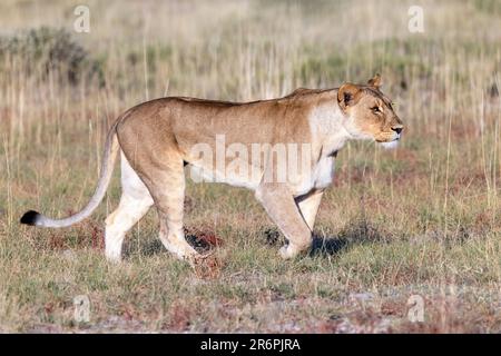 Lioness (Panthera leo) Walking - Onguma Wildreservat, Namibia, Afrika Stockfoto