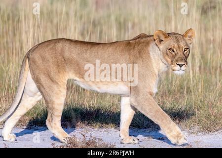 Lioness (Panthera leo) Walking - Onguma Wildreservat, Namibia, Afrika Stockfoto