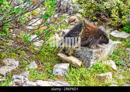 Ein kanadisches Stachelschwein oder Erethizon dorsatum in der Nähe des Lake Moraine in den Kanadischen Rocky Mountains Stockfoto