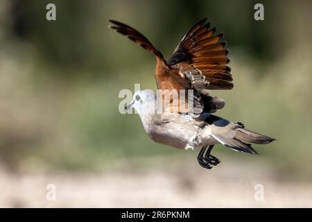 Smaragdgefleckte Holztaube (Turtur chalcospilos) im Onkolo Hide - Onguma Game Reserve, Namibia, Afrika Stockfoto