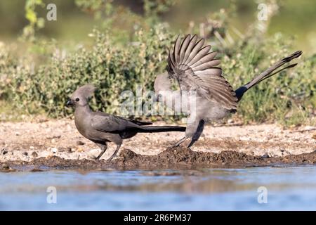 Graue Go-Away-Vögel (Corythaixoides concolor) am Rand des Wasserlochs – Onkolo Hide, Onguma Game Reserve, Namibia, Afrika Stockfoto