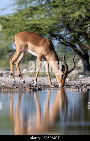 Männlicher Impala (Aepyceros melampus), der am Wasserloch im Onkolo Hide, Onguma Game Reserve, Namibia, Afrika trinkt Stockfoto