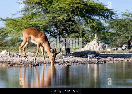 Männlicher Impala (Aepyceros melampus), der am Wasserloch im Onkolo Hide, Onguma Game Reserve, Namibia, Afrika trinkt Stockfoto