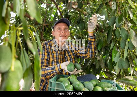 Positiver Gärtner, der Avocados von grünen Blattbäumen pflückt Stockfoto