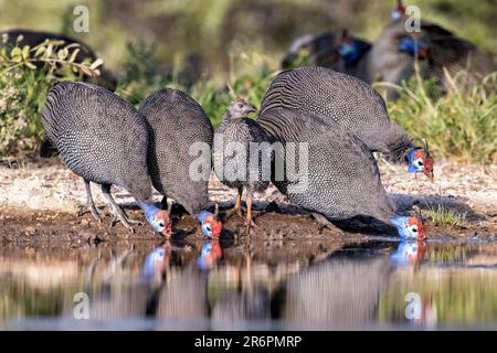 Helmguineafowl (Numida meleagris) mit Babytrinken am Wasserloch – Onkolo Hide, Onguma Game Reserve, Namibia, Afrika Stockfoto