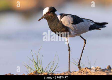 Schmied Kiebitz oder Schmied plover (Vanellus armatus) - onkolo Verbergen, Onguma Game Reserve, Namibia, Afrika Stockfoto