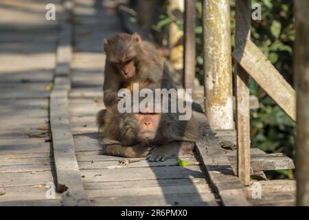 Rhesus Macaque, die sich um einander kümmern. Dieses Foto wurde vom Koromjol Eco Tourism Centre in Sundarbans gemacht. Bagerhat, Bangladesch. Stockfoto