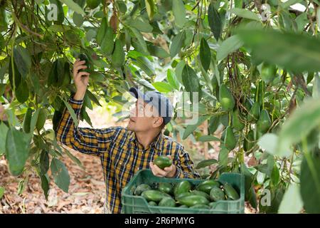 Positiver Gärtner, der Avocados von grünen Blattbäumen pflückt Stockfoto