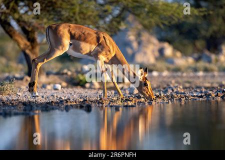 Impala (Aepyceros melampus) trinkt am Wasserloch im Onkolo Hide, Onguma Game Reserve, Namibia, Afrika Stockfoto