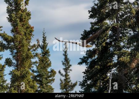 Wilder Weißkopfseeadler im Sommer im Nest mit blauem Hintergrund. Aufgenommen im borealen Wald Kanadas vom Yukon Territory, Kanada. Stockfoto