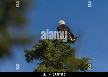 Atemberaubende wilde Weißkopfseeadler hoch oben auf einer Fichte in Kanada. Stockfoto