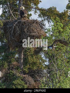 Atemberaubende wilde Weißkopfseeadler auf einer Fichte in Kanada mit einem großen wilden Nest, das aus einem Haufen Stöcke besteht und in den Baum eingebettet ist. Stockfoto