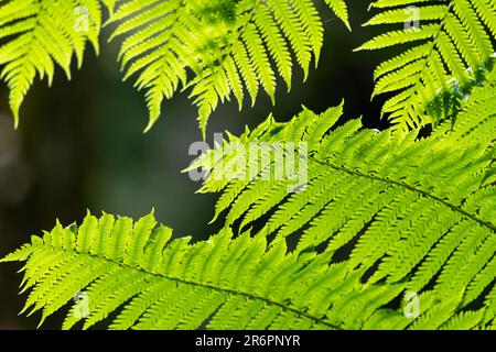 Leuchtend grüne, gesunde Farnpflanzen im australischen Regenwald mit genauen Details, verschwommenem dunklem Hintergrund. Stockfoto