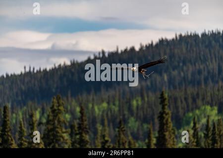 Wilder Weißkopfseeadler, der im Sommer durch die Fichtenbäume im nördlichen Borealwald schwebt. Stockfoto