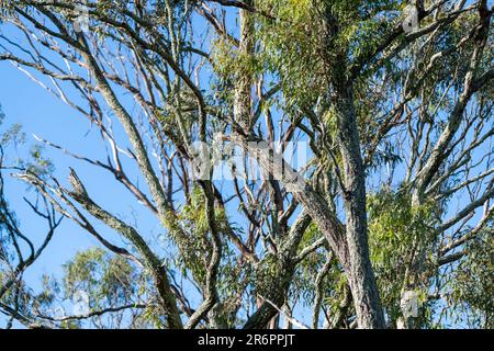 Einheimische Eukalyptusbäume aus Gummi, die in Australien während der Herbstsaison mit hellblauem Hintergrund zu sehen sind. Stockfoto