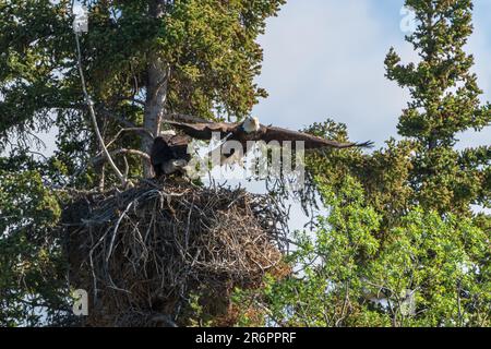 Wilde Weißkopfseeadler in Nordkanada mit Mutter und Vater, die das Nest bewachen und Babys. Stockfoto