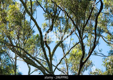 Einheimische Eukalyptusbäume aus Gummi, die in Australien während der Herbstsaison mit hellblauem Hintergrund zu sehen sind. Stockfoto