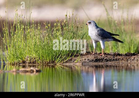 Gabar Goshawk (Micronisus gabar) trinkt am Wasserloch – Onkolo Hide, Onguma Game Reserve, Namibia, Afrika Stockfoto