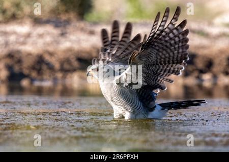 Gabar Goshawk (Micronisus gabar) – Onkolo Hide, Onguma Game Reserve, Namibia, Afrika Stockfoto