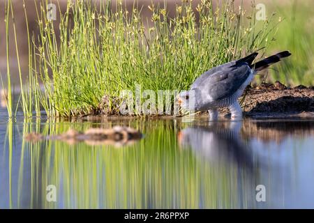 Gabar Goshawk (Micronisus gabar) trinkt am Wasserloch – Onkolo Hide, Onguma Game Reserve, Namibia, Afrika Stockfoto