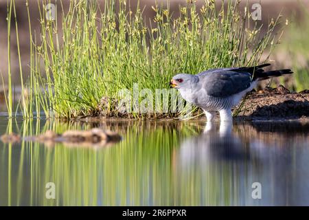 Gabar Goshawk (Micronisus gabar) trinkt am Wasserloch – Onkolo Hide, Onguma Game Reserve, Namibia, Afrika Stockfoto