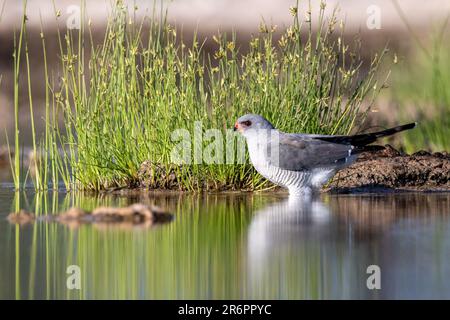 Gabar Goshawk (Micronisus gabar) trinkt am Wasserloch – Onkolo Hide, Onguma Game Reserve, Namibia, Afrika Stockfoto