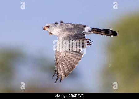 Gabar Goshawk (Micronisus gabar) im Flug – Onkolo Hide, Onguma Game Reserve, Namibia, Afrika Stockfoto