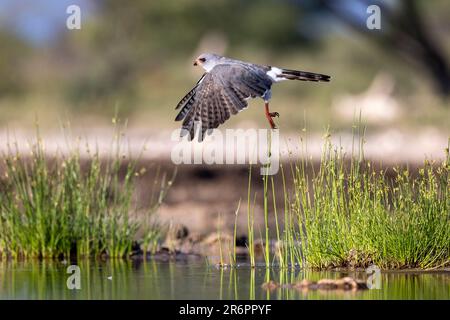 Gabar Goshawk (Micronisus gabar) im Flug – Onkolo Hide, Onguma Game Reserve, Namibia, Afrika Stockfoto