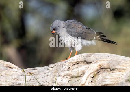 Gabar Goshawk (Micronisus gabar) – Onkolo Hide, Onguma Game Reserve, Namibia, Afrika Stockfoto