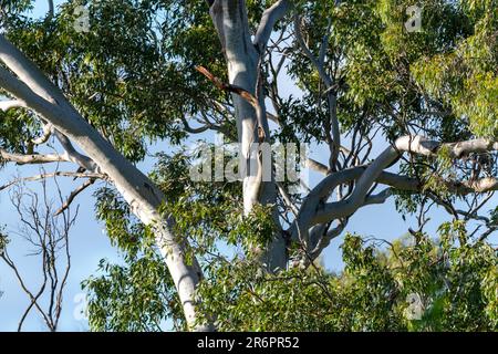 Einheimische Eukalyptusbäume aus Gummi, die in Australien während der Herbstsaison mit hellblauem Hintergrund zu sehen sind. Stockfoto