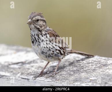 Song Sparrow Juvenile hoch oben am Pier Geländer. Palo Alto Baylands, Kalifornien, USA. Stockfoto