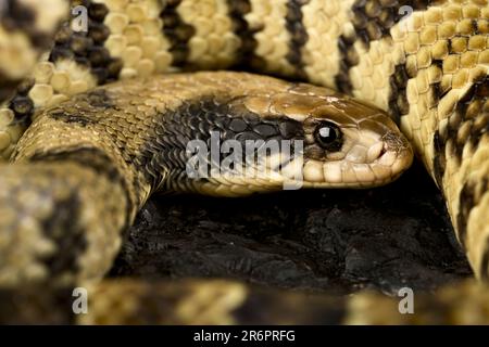 Künstliche Wasserkobra (Hydrodynastes gigas) Stockfoto