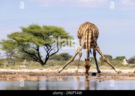 Giraffen trinken im Waterhole - Onkolo Hide, Onguma Game Reserve, Namibia, Afrika Stockfoto