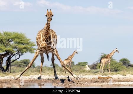 Giraffen trinken im Waterhole - Onkolo Hide, Onguma Game Reserve, Namibia, Afrika Stockfoto