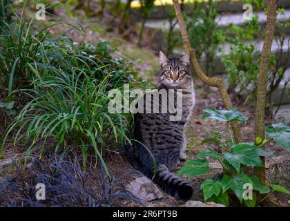 Eine Katze unter tropischen Pflanzen starrt einem direkt in die Augen Stockfoto