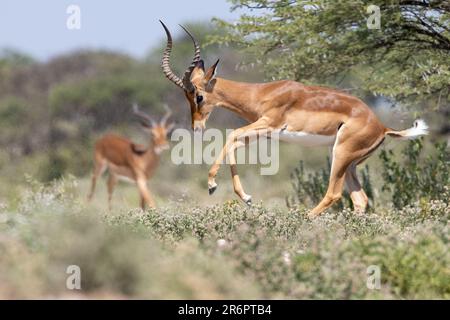Stotting männlicher Impala (Aepyceros melampus) – Onguma Game Reserve, Namibia, Afrika Stockfoto