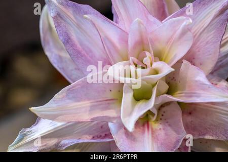 Nahaufnahme der rosafarbenen weißen Blume der orientalischen Lilie Stockfoto