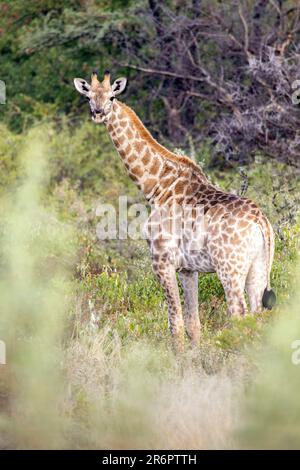 Junge Giraffen im Onguma Game Reserve, Namibia, Afrika Stockfoto