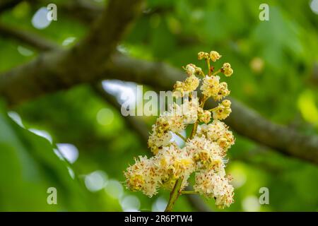 Weiße Kastanienblumen am Baum hinterlässt Hintergrund, selektiver Fokus. Aesculus hippocastanum-Blüte des Rosskastanienbaums Stockfoto