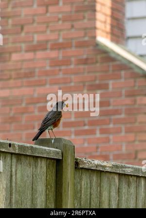 American Robin (Turdus Migratorius) sitzt auf einem Zaun Stockfoto