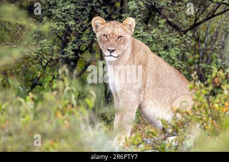 Löwe (Panthera leo) – Onguma Game Reserve, Namibia, Afrika Stockfoto