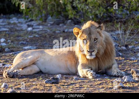 Männlicher Löwe (Panthera leo) – Etosha-Nationalpark, Namibia, Afrika Stockfoto