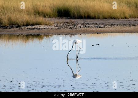 Einsame Flamingo-Fütterung in Fisher's Pan im Etosha-Nationalpark, Namibia, Afrika Stockfoto