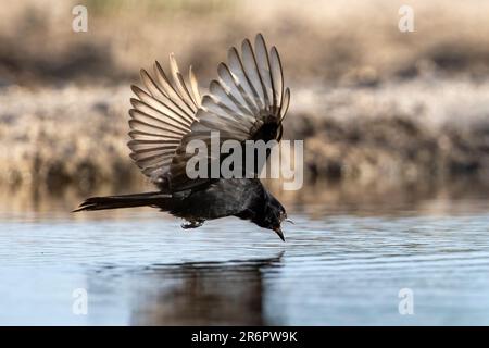 Gabelschwanzdrongo (Dicrurus adsimilis) schnappt sich während des Fluges einen Drink im Onkolo Hide - Onguma Game Reserve, Namibia, Afrika Stockfoto