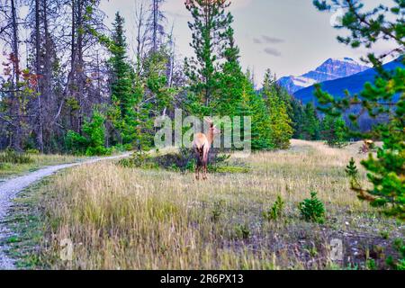 Ein junger männlicher Elch mit wachsendem Geweih in der Nähe der Stadt Jasper in den Kanadischen rocky mountains Stockfoto