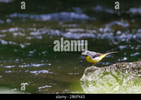 Grauer Wagtail (Motacilla cinerea) hoch oben auf einem Felsen mit seinem Schnabel voller Insekten Stockfoto